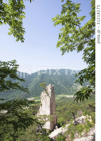 自然 燭台岩 針葉樹 31218275