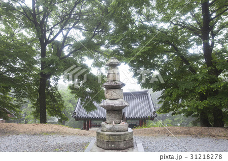 ビロサ 石塔 小白山 31218278