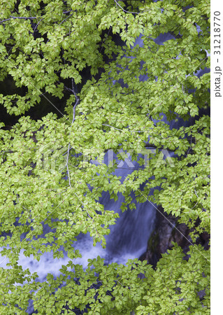 小白山 栄州市 クローズアップ 31218770