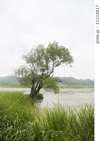 慶南 木 湿地 31218817