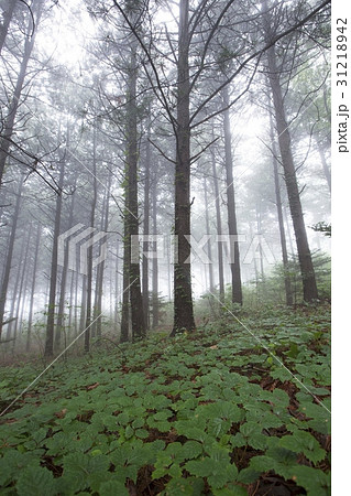 丹陽郡 森 両白山 31218942