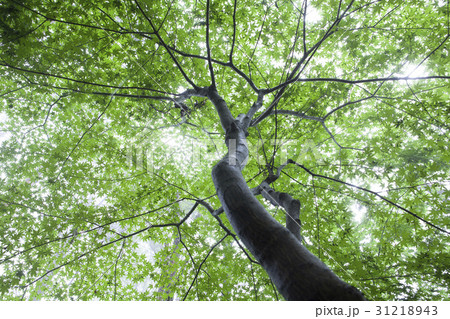 緑 緑色 カエデ 31218943