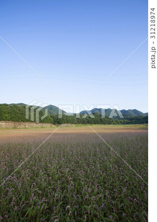 田畑 山 忠州市 31218974