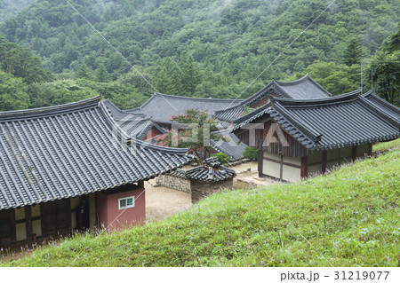 硬化 本瓦葺 樹木 31219077