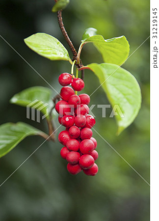 木 植物 屋外 31219145