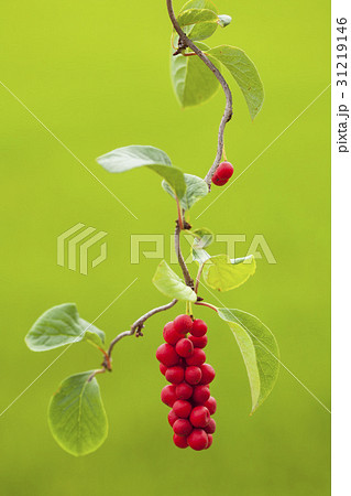 木 赤 植物 31219146