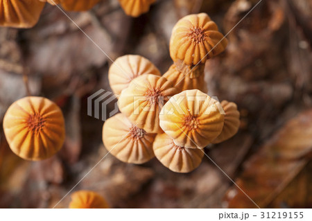 茶色 キノコ 植物 31219155