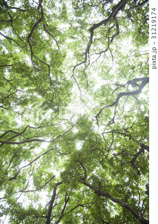 ローアングル ソーサ木 霊興島 31219174