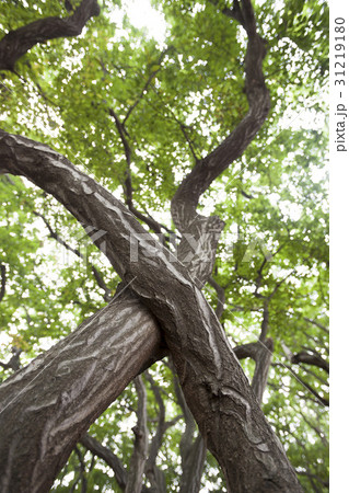 緑 緑色 ローアングル 31219180