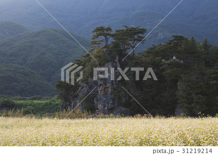 丹陽郡 ソバ畑 夜明け 31219214