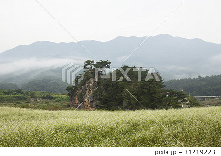 ソバ畑 松 霧 31219223