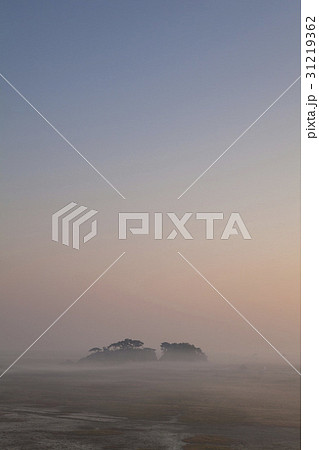 スソム 霧 オウムも 31219362