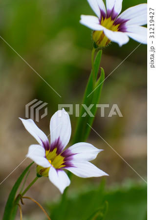 ニワゼキショウの花 31219427