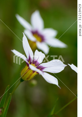 ニワゼキショウの花 31219429