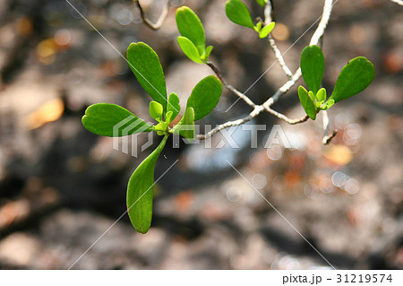 mangrove mangrove 31219574