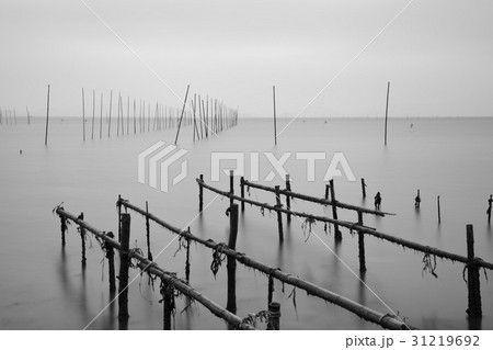 木の棒 海 風景 31219692