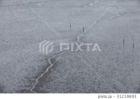 干潟 木の棒 風景 31219693