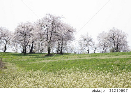 わさびの花 牧場 桜 31219697