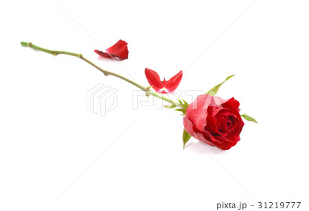 Red rose Red rose 31219777