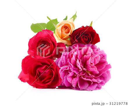 roses on white, floral background roses on white, floral background 31219778