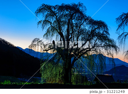 水中のしだれ桜 31221249