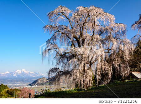 朝のしだれ桜 朝のしだれ桜 31221256