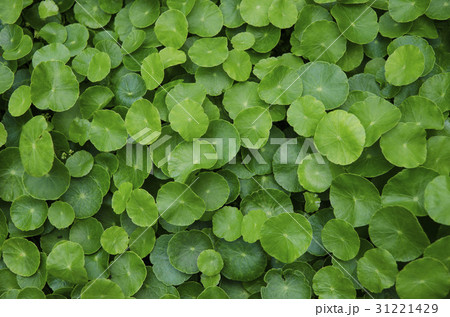 緑 緑色 背景 31221429