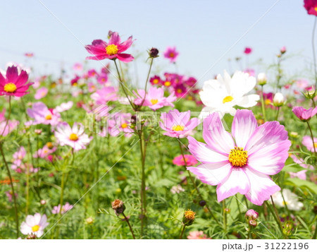 金鶏菊 ジャノメソウ 蛇の目草 31222196