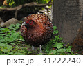 鳥の眼孔 31222240