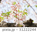 桜緑 31222244