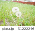たんぽぽわたげ 31222246
