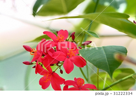 テイキンザクラ（ナンヨウザクラ） 31222334