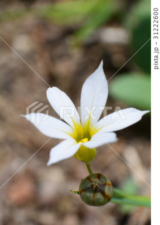 白いニワゼキショウの花 31222600