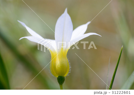 白いニワゼキショウの花 31222601