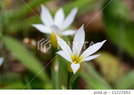 白いニワゼキショウの花 31222602