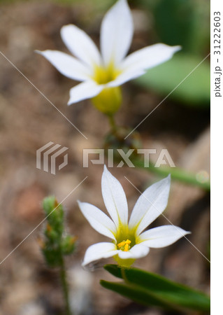 白いニワゼキショウの花 31222603