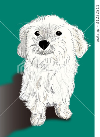 マルチーズ 31222811