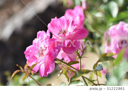 新芽・蕾・バラの花(美しさと成長のイメージ)バラ 薔薇 みつばち ミツバチ 美肌 美白 新芽・蕾・バラの花(美しさと成長のイメージ)バラ 薔薇 みつばち ミツバチ 美肌 美白 31222861