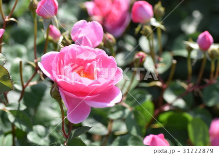 新芽・蕾・バラの花（美しさと成長のイメージ）バラ　薔薇　みつばち　ミツバチ　美肌　美白 31222879