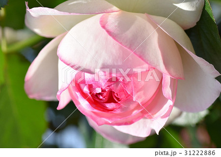 新芽・蕾・バラの花(美しさと成長のイメージ) 新芽・蕾・バラの花(美しさと成長のイメージ) 31222886