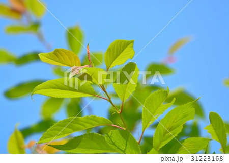 ウコンザクラの新緑(N) 31223168