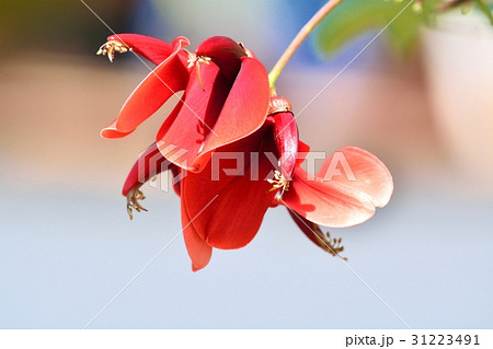 デイゴの花 31223491