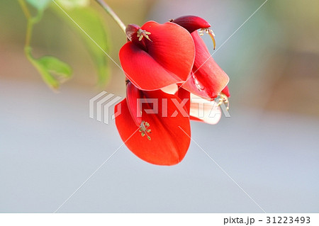 デイゴの花 デイゴの花 31223493