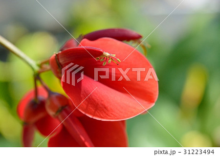 デイゴの花 31223494