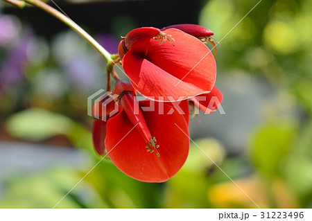 デイゴの花 31223496