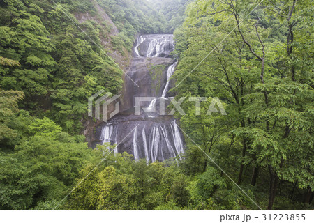 緑が萌える袋田の滝 31223855