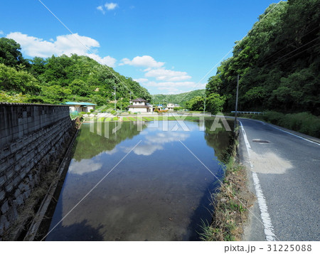 水田の上に広がる青空と綿雲（積雲） 31225088