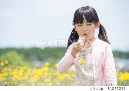タンポポの綿毛を吹く女の子の写真素材