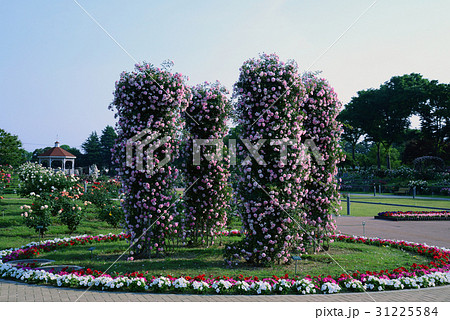 前橋敷島公園バラ園 31225584