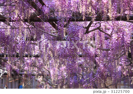 藤の花 藤の花 31225700